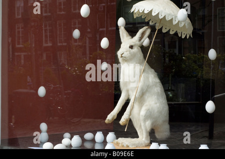 Amsterdam, un ripieno a base di montagna o di artico, lepre Lepus timidus ("coniglio bianco') in una vetrina sul Prinsengracht street Foto Stock