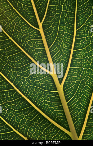 Studio di macro di foglia verde Foto Stock