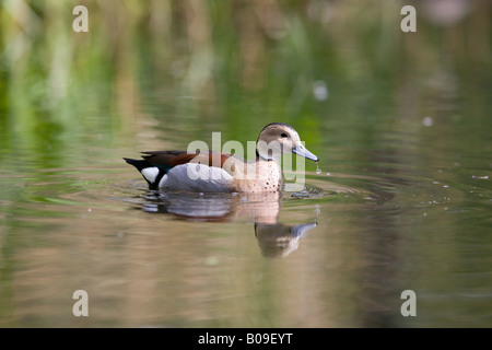 Maschio di inanellare Teal duck - Callonetta leucophrys Foto Stock