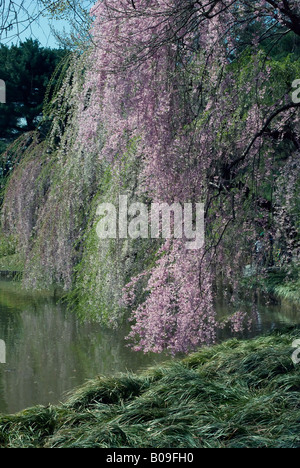 fiori di ciliegio Foto Stock