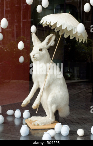 Amsterdam, un ripieno a base di montagna o di artico, lepre Lepus timidus ("coniglio bianco') in una vetrina sul Prinsengracht street Foto Stock