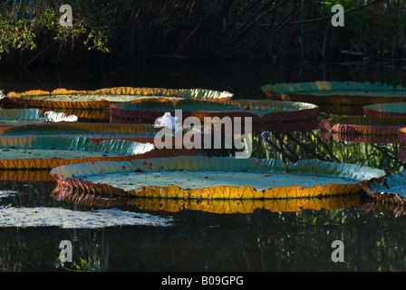 Giant Victoria piatto Acqua Victoria X Longwood Giant Ninfee Kanapaha Botanical Gardens Gainesville, Florida USA Foto Stock