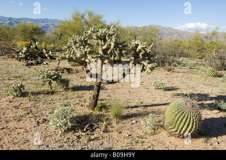 Cholla e Barrel Cactus Arizona USA Foto Stock