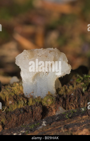 Jelly dente fungo Pseudohydnum gelatinosum Foto Stock