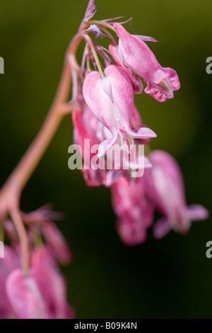 Dicentra Stuart Boothman Foto Stock