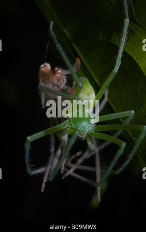 Spider mangiare muta finale Foto Stock