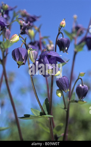 Aquilegia alpina europea (Aquilegia vulgaris), fiorisce Foto Stock