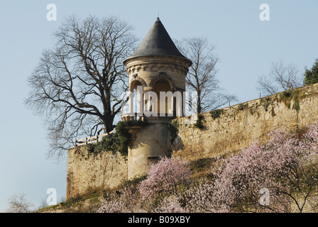 Mandorla amara (Prunus amygdalus), Haardt castello a mandorla bloom, in Germania, in Renania Palatinato, Deutsche Weinstrasse, Neustadt Foto Stock
