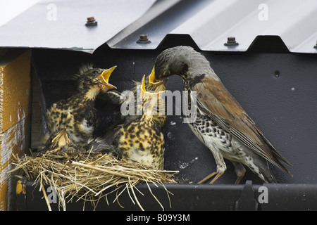 Allodole Cesene Beccacce (Turdus pilaris), alimentazione dei nidiacei, Norvegia, Vesteralen Foto Stock