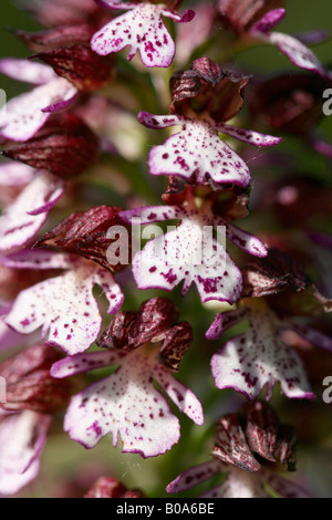 Close up Orchis Purpurea o Lady Orchid Foto Stock