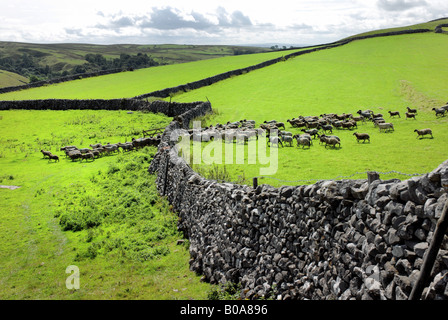 Pecore passando attraverso la porta in un secco muro di pietra Malham Yorkshire Dales sulla luminosa giornata soleggiata England Regno Unito Foto Stock