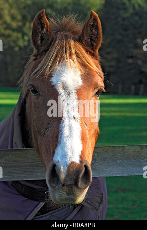 Un stallone di castagno guardando oltre il recinto Foto Stock