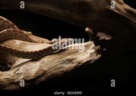 Vista laterale della struttura del Madagascar Boa Snake al di sopra del ramo Foto Stock