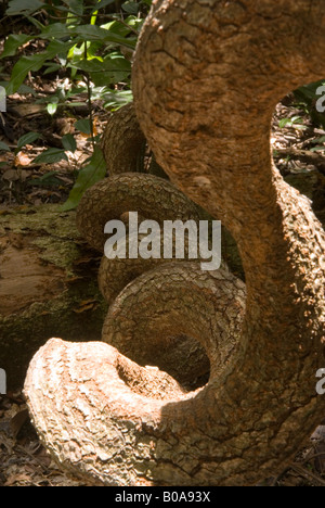 Un antico ramo di albero spirali nel sottobosco della Foresta Pluviale di Daintree a Cape Tribulation Australia Foto Stock