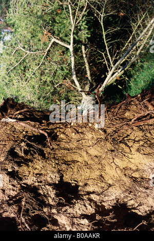 Alberi sradicati, ad alto angolo di visione Foto Stock