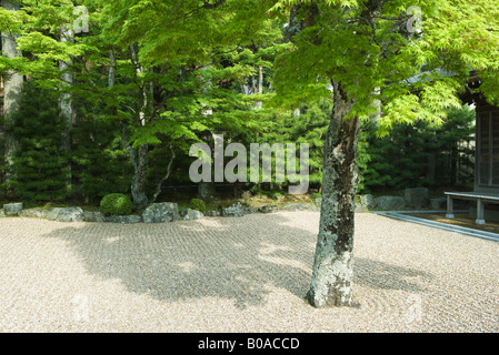 Aceri giapponesi in giardino di roccia Foto Stock