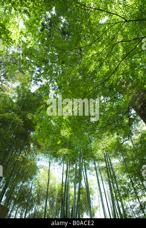 Il bambù cresce nella foresta, a basso angolo di visione Foto Stock