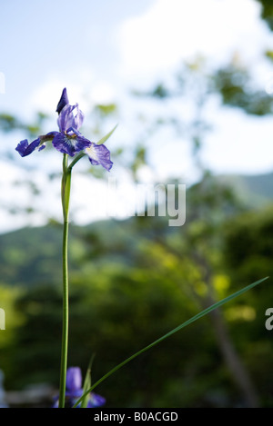 Iris Viola crescente, la messa a fuoco su oggetti in primo piano Foto Stock