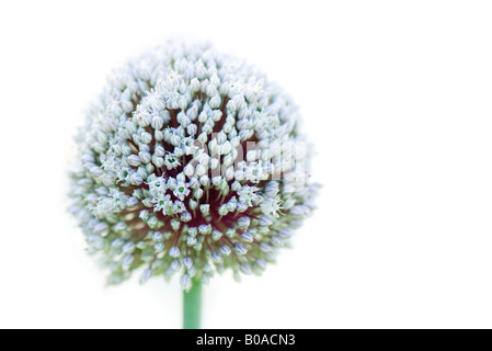 Allium, close-up Foto Stock