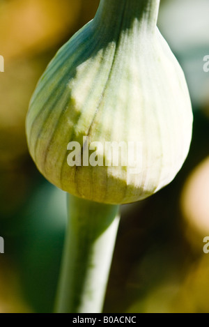 Allium bud, close-up Foto Stock