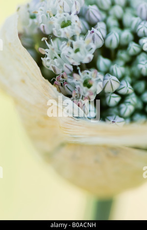 Parzialmente aperto allium bud, close-up Foto Stock