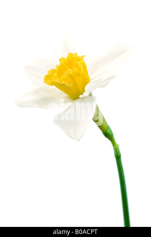 Daffodil, close-up Foto Stock