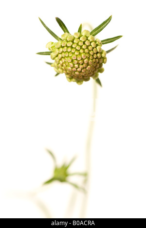 La Scabiosa germoglio di fiore, close-up Foto Stock