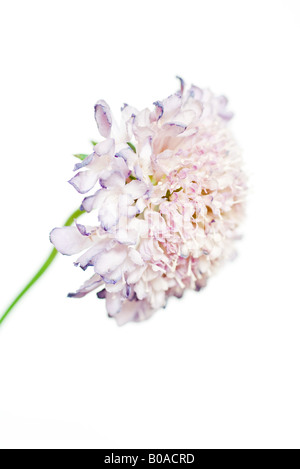 La Scabiosa fiore, close-up Foto Stock