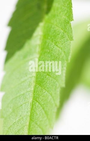 La verbena del limone foglia, extreme close-up Foto Stock