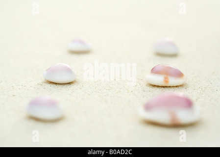 Seashells allineati in due file su sabbia, close-up Foto Stock