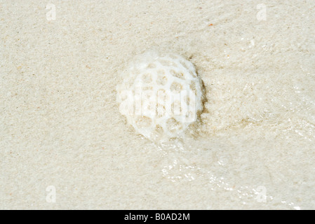 Coral lavato fino a navigare, close-up Foto Stock