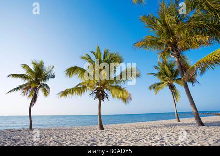 Palme sulla spiaggia tropicale di Key West, Florida, Stati Uniti d'America Foto Stock