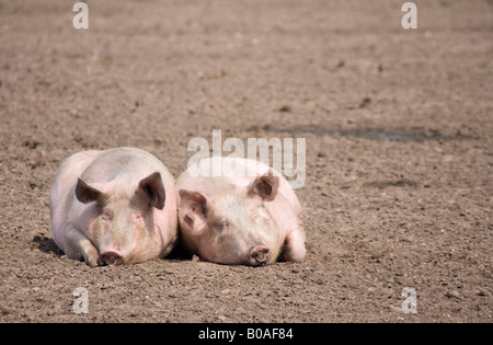 Contenti i suini Foto Stock