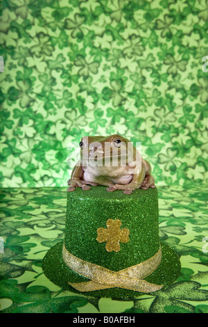 Bianco s o losca raganella con il giorno di San Patrizio hat sul verde shamrock sfondo di trifoglio Foto Stock