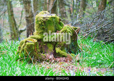 Coperte di muschio vecchio ceppo di albero Foto Stock