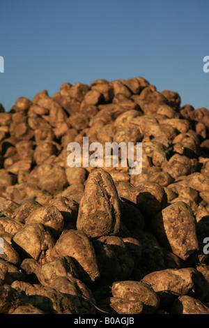 La barbabietola da zucchero la fascetta Foto Stock