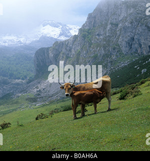 Asturiano mucca di montagna con il suo vitello in drammatico scenario di montagna Picos de Europa Spagna Foto Stock