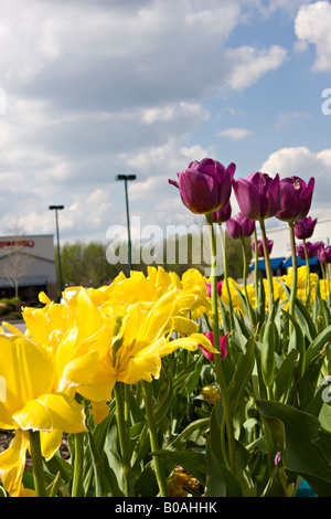 Questo ampio angolo picture show viola tulipani e fiori gialli insieme contro un cielo blu nel Missouri. Foto Stock