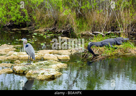 L'airone blu un coccodrillo americano nelle paludi del Parco nazionale delle Everglades Florida USA Foto Stock