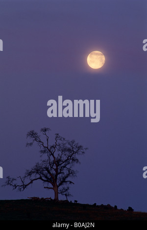 Luna piena impostazione all'alba su albero di quercia nelle colline vicino a Plymouth Amador County in California Foto Stock