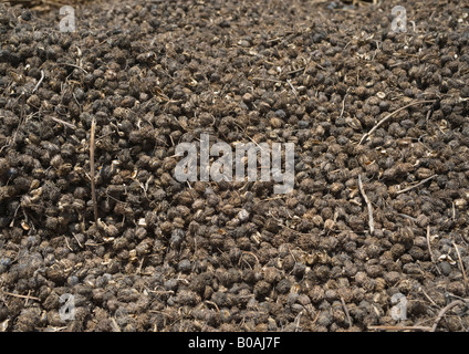 Baccelli di semi di ricino raccolti dalle piante, sono ammessi a secco in area aperta; i baccelli secchi e semi facilmente rimossa. Foto Stock