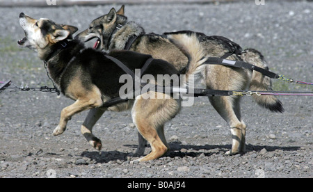 Huskies Foto Stock