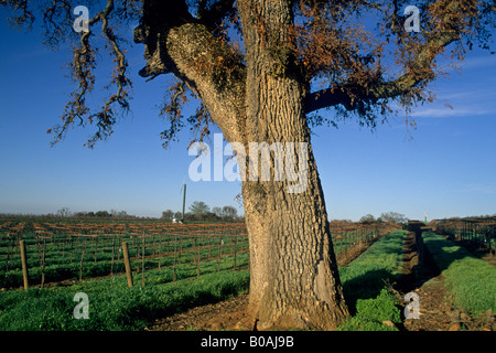 La luce del mattino sulla quercia e vigna nelle colline vicino a Plymouth Amador County in California Foto Stock