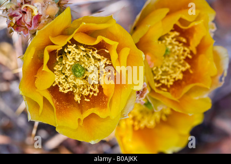 Arancione, giallo e rosso di fico d'India cactus fiorisce Foto Stock
