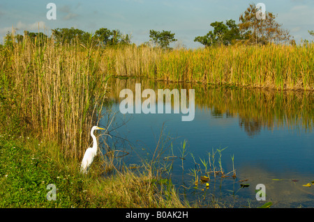 Un American Garzetta nelle praterie e paludi di Everglades Florida USA Foto Stock