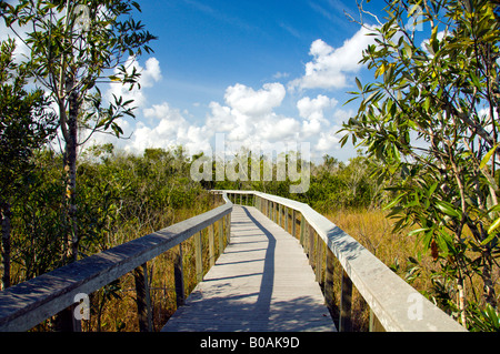 Una passeggiata attraverso la valle di squalo in Everglades National Park Florida USA Foto Stock
