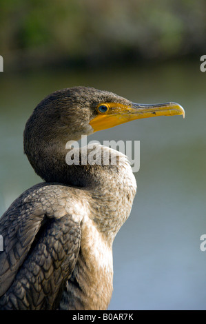 Un primo piano di una doppia Crested Cormorant nella Evergllades National Park Florida USA Foto Stock