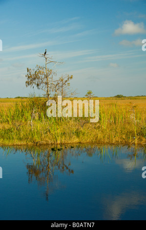 Un doppio di cormorani crestato arroccato su un piccolo albero nelle praterie e paludi di Everglades Florida USA Foto Stock