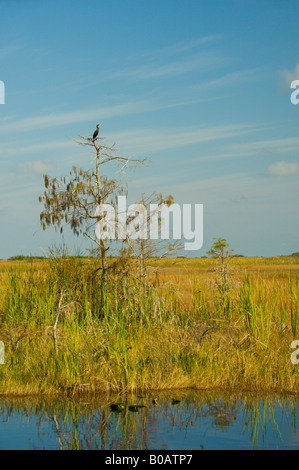 Un doppio di cormorani crestato arroccato su un piccolo albero nelle praterie e paludi di Everglades Florida USA Foto Stock