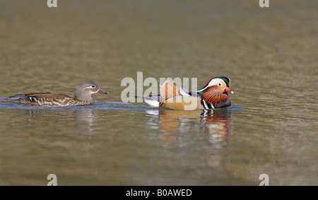 Coppia di wild Mandarin anatre nuotare sul laghetto Cannop Foresta di Dean Foto Stock